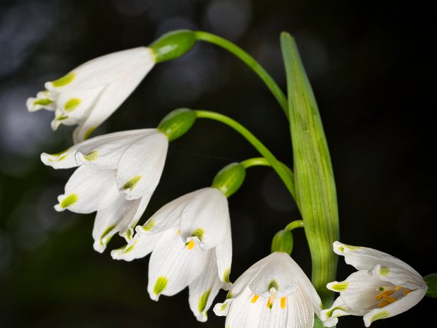 erlangen_botanischergarten