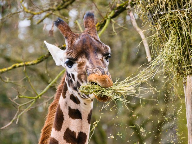 nürnberger_zoo
