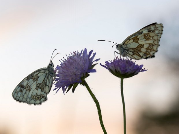 schmetterlinge