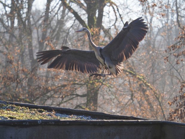 wildpark_badbergentheim