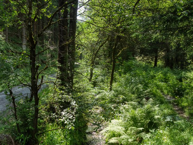 frankenwald
